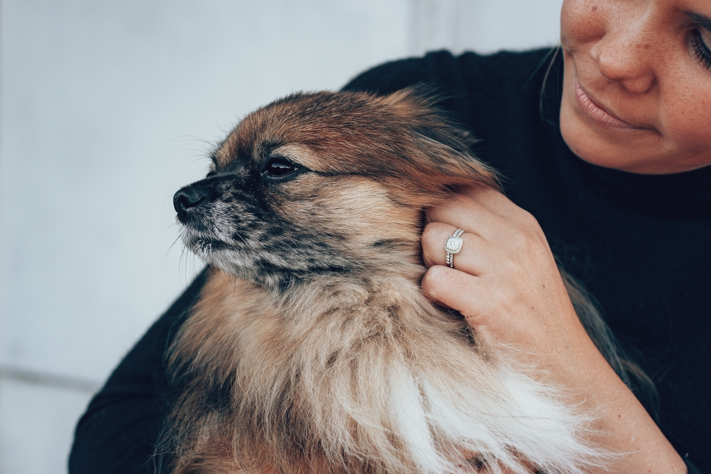 A person is petting a small, brown, fluffy dog with a calm expression.
