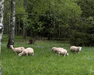 Five sheep eating grass on a green meadow in a wooded area.
