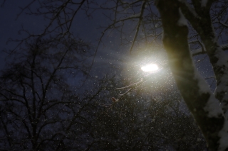 The streetlight illuminates the snowfall and tree branches in the dark.