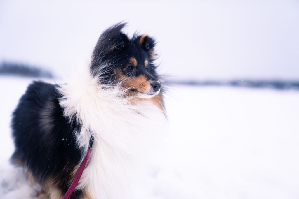 Pieni pitkäkarvainen koira lumisessa maisemassa.