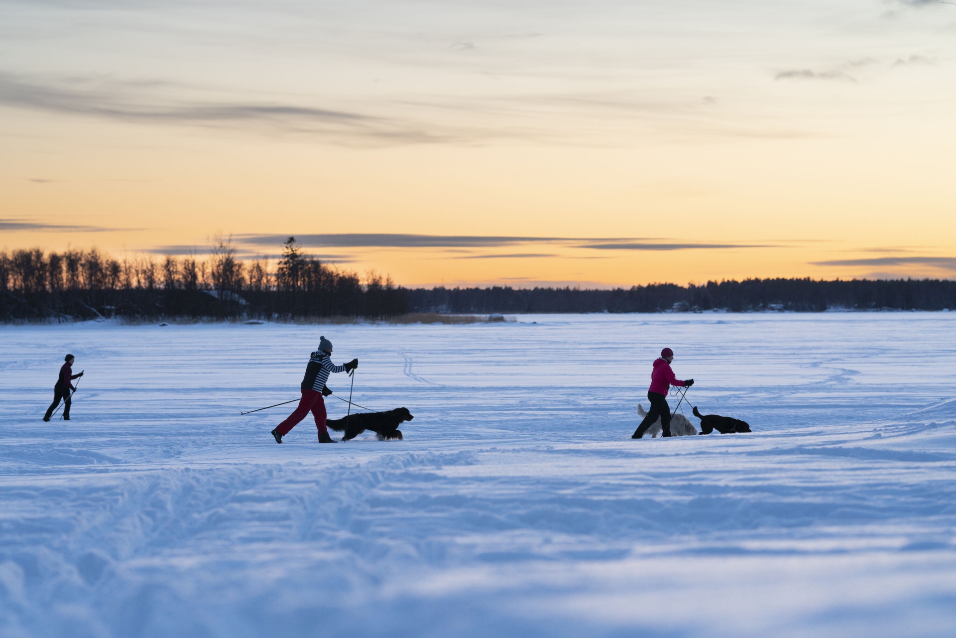 Three people ski with dogs on snowy sea ice at sunset.
