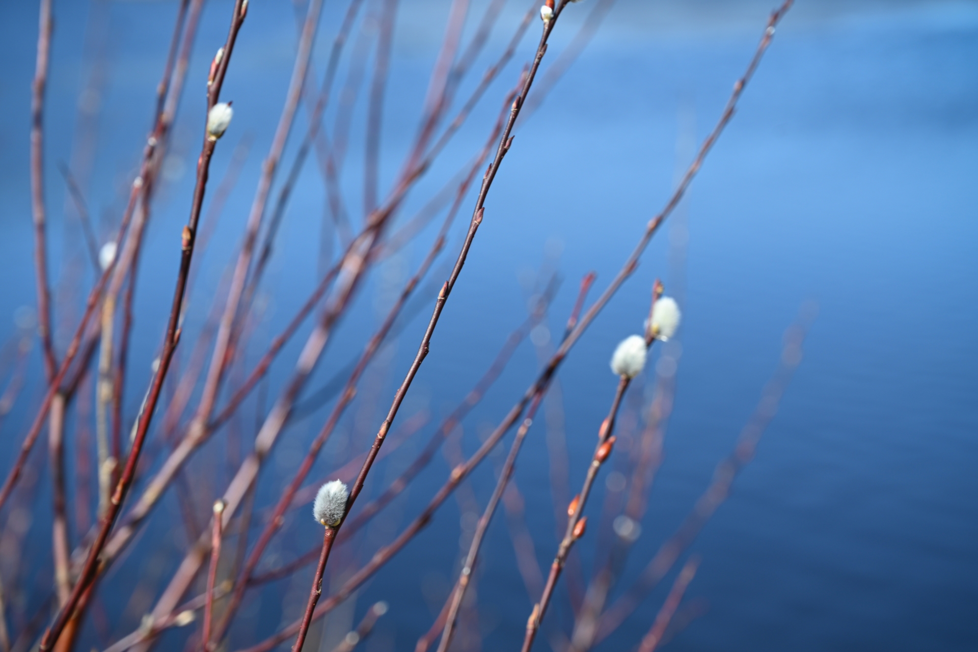Willow branches in front of a blue background