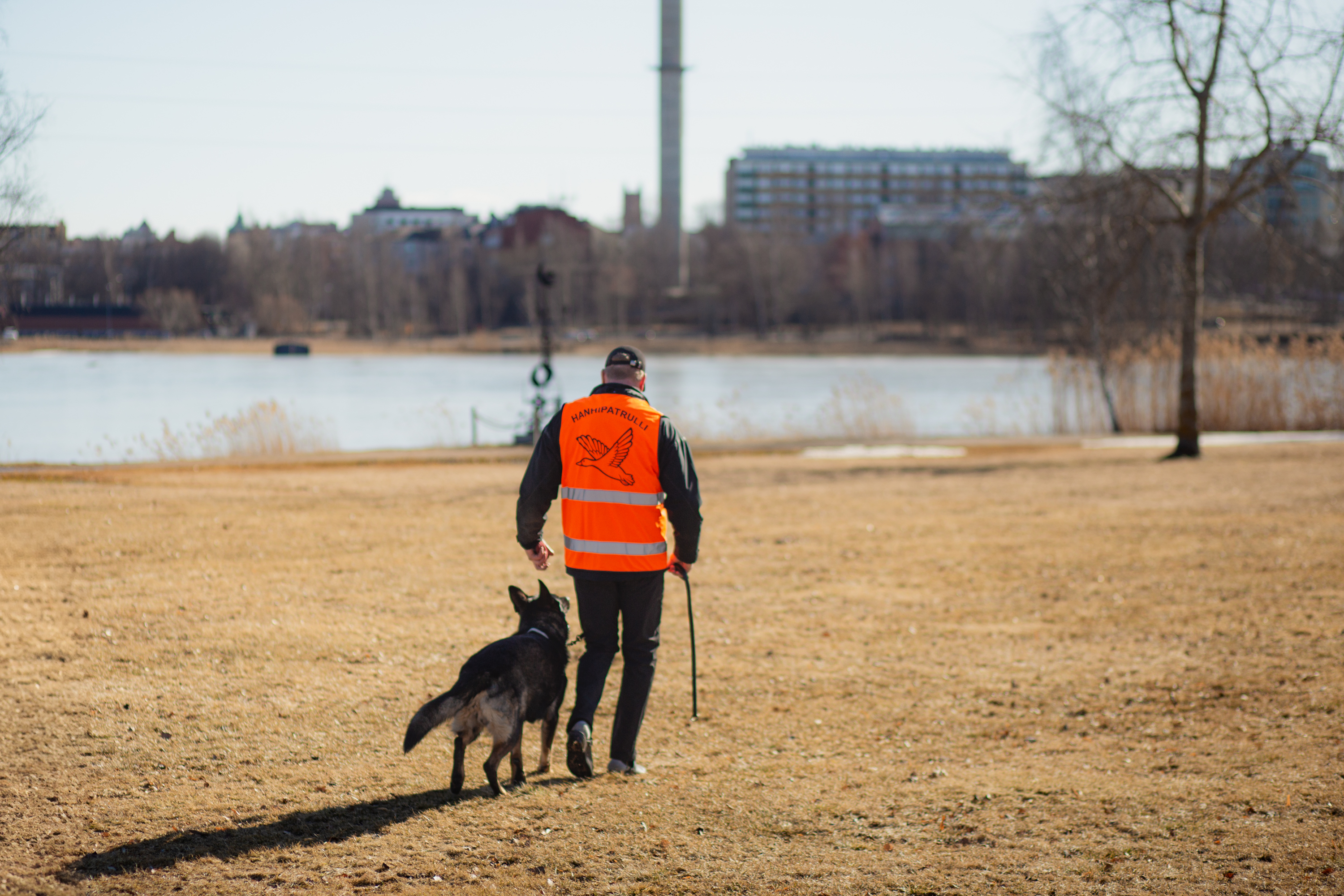 Mies taluttaa saksanpaimenkoiraa Onkilahden puistoalueella. Miehellä on päällä oranssi huomioliivi, jossa lukee hanhipatrulli