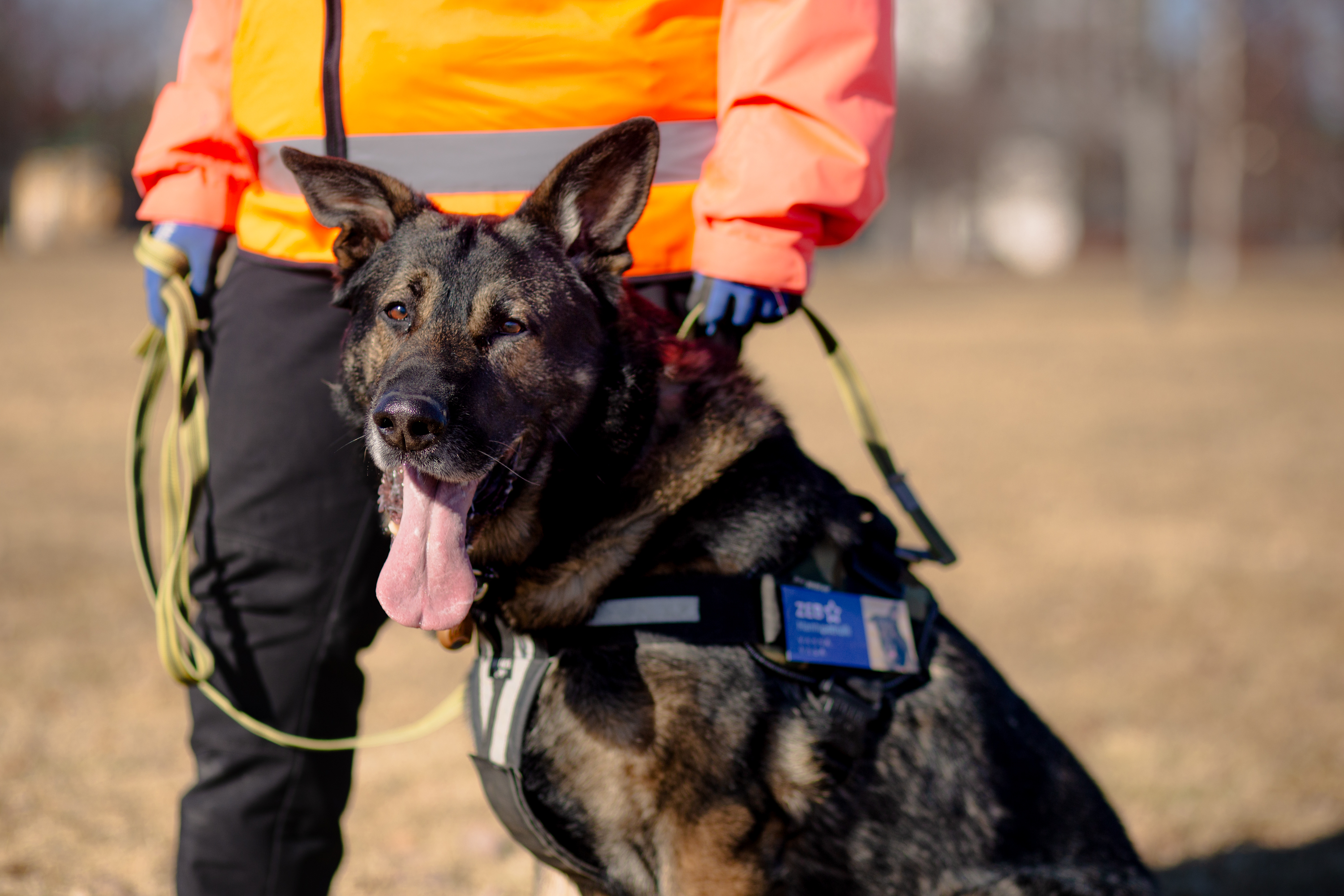 Saksanpaimenkoira istuu kieli ulkona suusta. Taustalla ohjaaja oranssissa huomioliivissä.