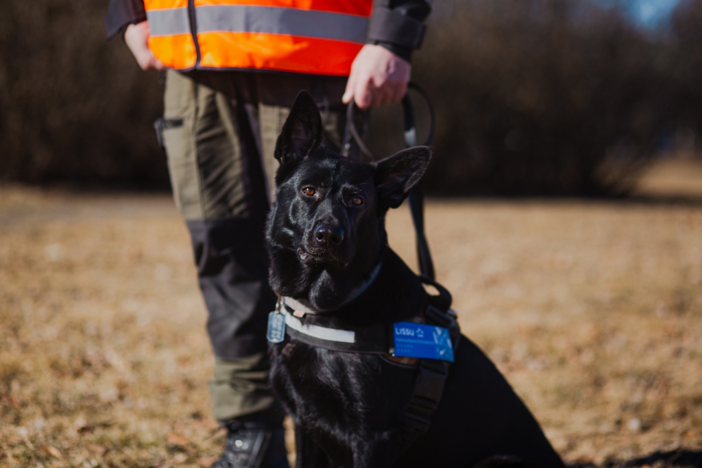Musta saksanpaienkoira katsoo kameraan. Koiran ohjaaja on taustalla oranssi huomioliivi päällä.