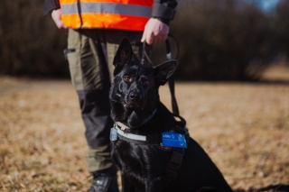 Musta saksanpaienkoira katsoo kameraan. Koiran ohjaaja on taustalla oranssi huomioliivi päällä.