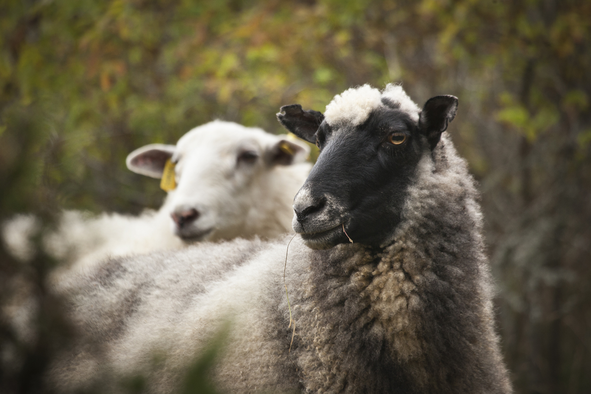 Sheep take care of the archipelago's cultural scenery.