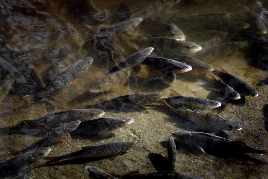 Roaches and perches in a stream.