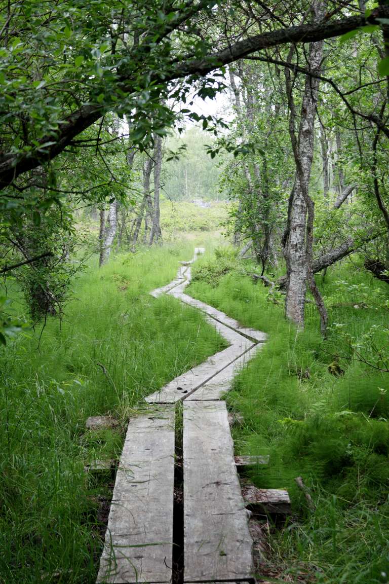 Valassaarten luontopolulla koet erilaisia maisemia rehevästä metsästä karuun kanervikkoon.