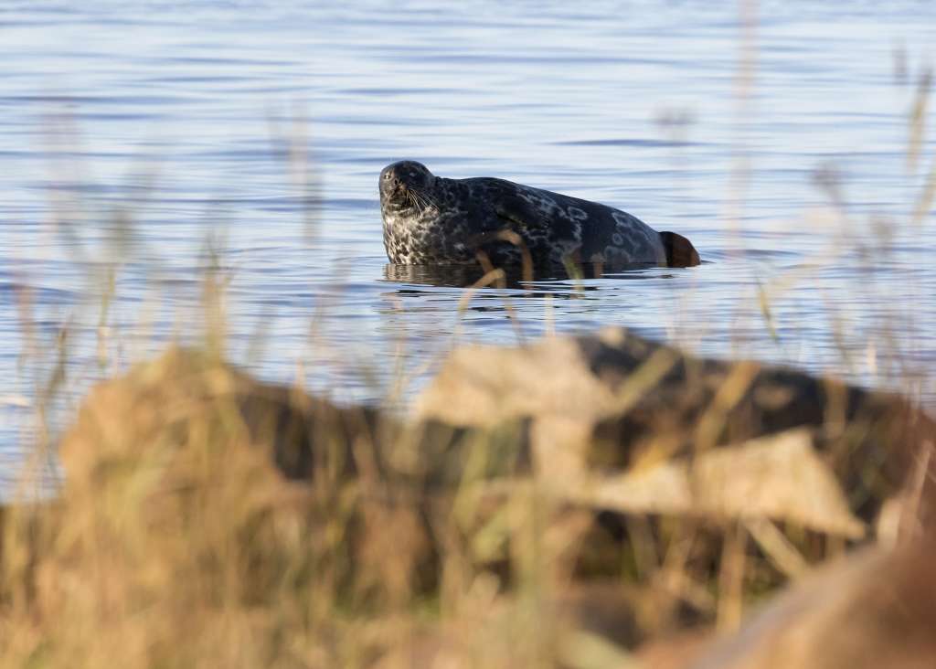 The endangered Baltic ringed seals live in the Kvarken Archipelago.