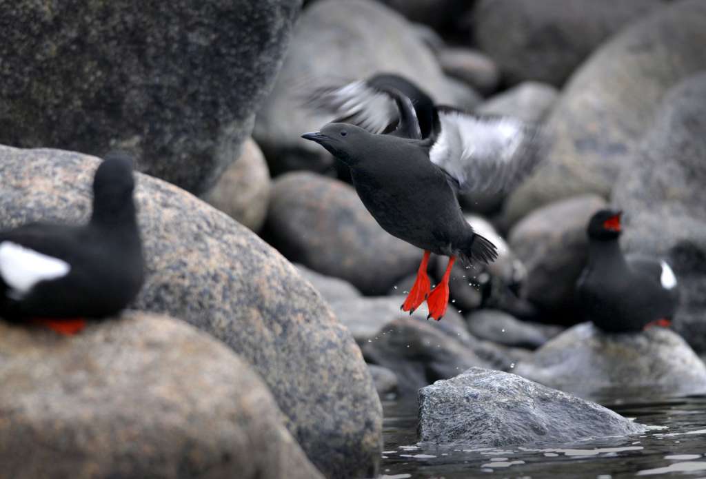 Black guillemot.