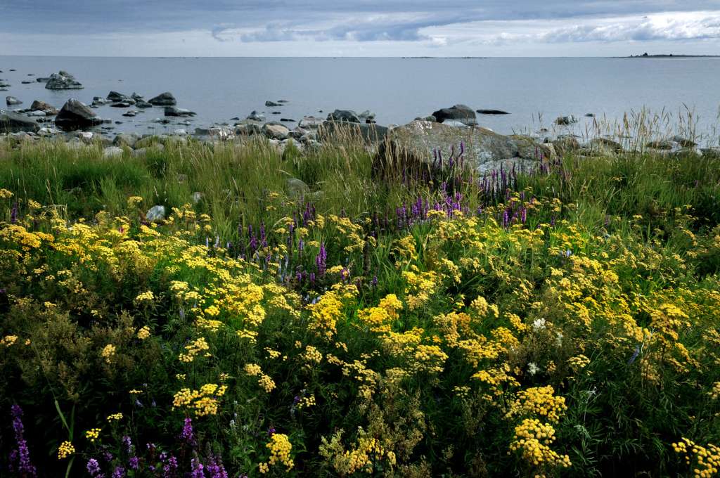 Strandängar är vackra och färgglada i den karg Kvarkens skärgård under sommaren.