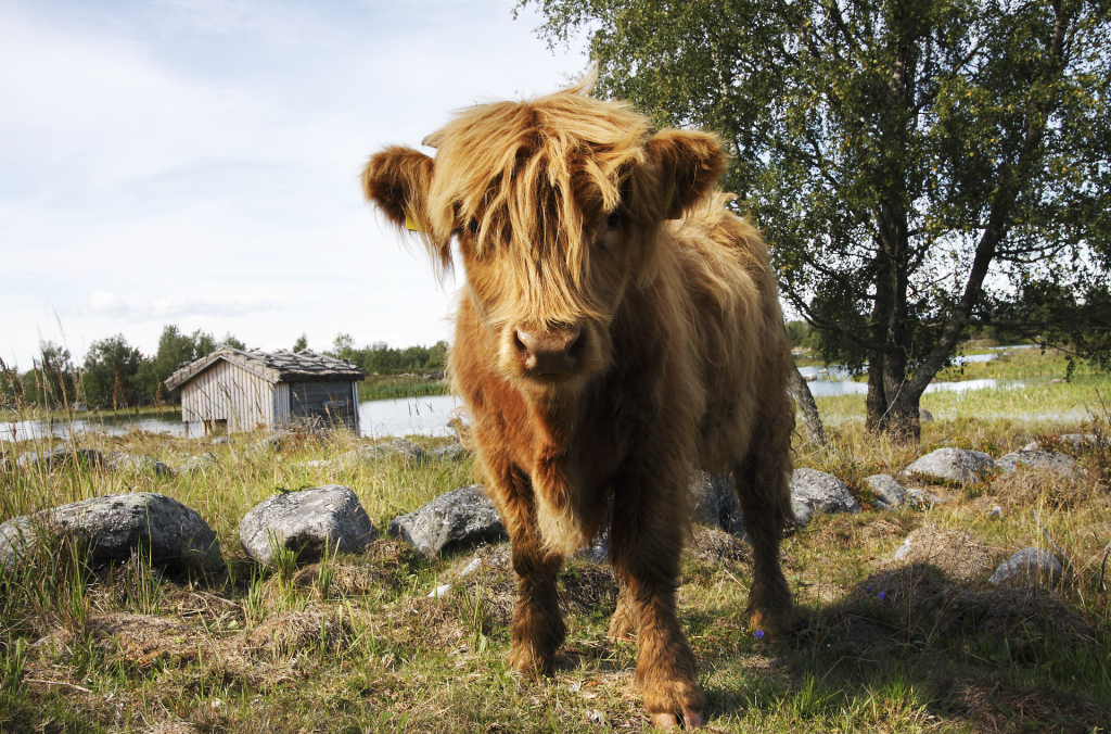 Highland-kor sköter om kulturlandskapet vid Bodback i Svedjehamn.