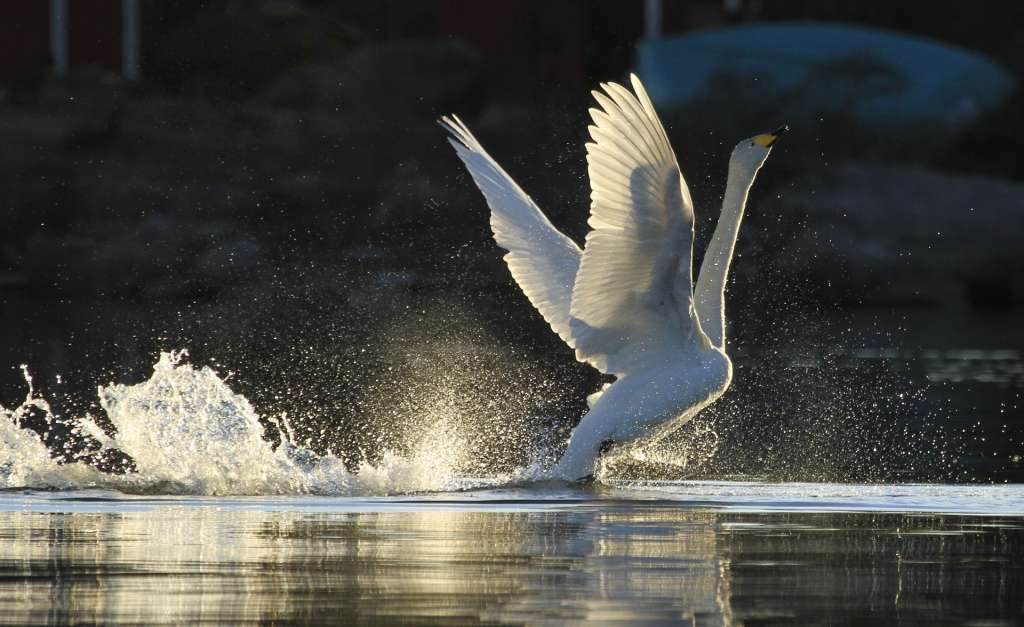 Whooper swan is a common sight at the Kvarken.