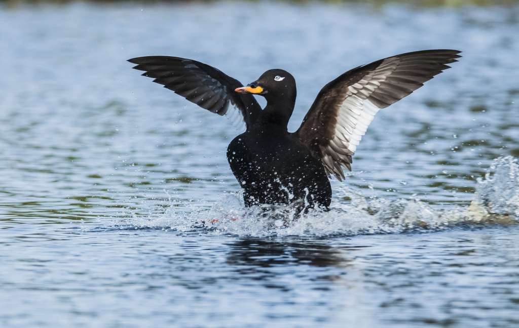 Velvet scoter landing into water.