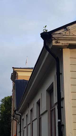 Dagvattenhantering