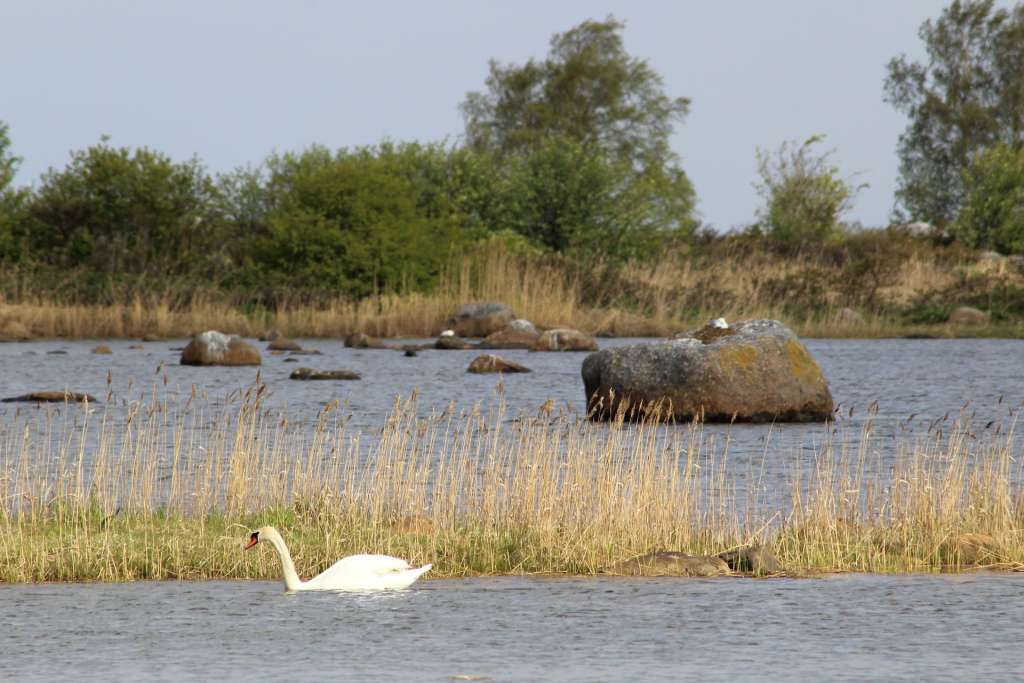 A Swan swims in between moraine ridges.