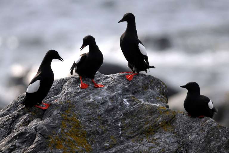 Black guillemots have strikingly red feet.