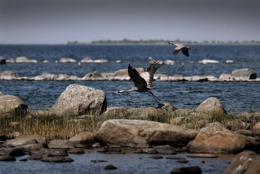 You can see cranes flying over the moraine landscape.