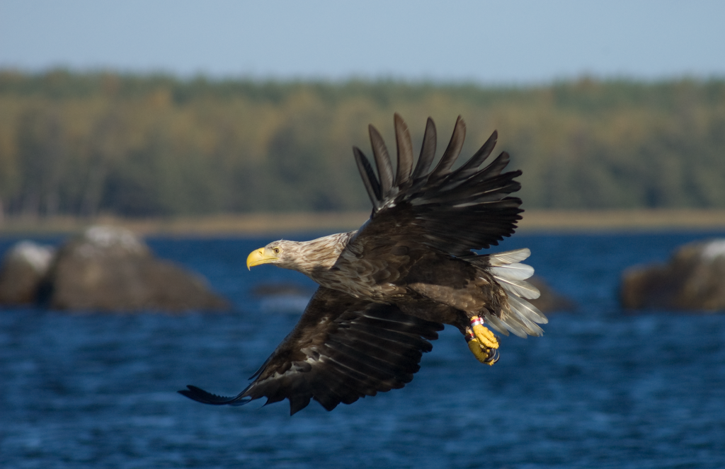 Ylväs merikotka on Merenkurkun kuningas.