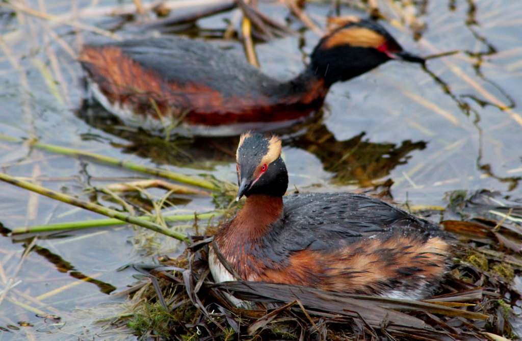 Slavonian grebe nesting in the harbour of Svedjehamn.