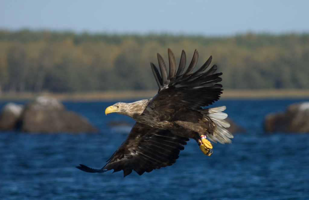 Magnificent white-tailed eagle is the king of the Kvarken.