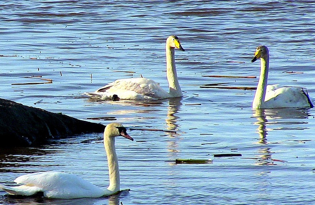 Swans Sundominlahti_Ilias Missyris