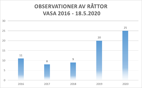 Graf observationer av råttor år 2016-2020. År 2016 11 observationer, år 2017 8 observationer, år 2018 9 observationer, år 2019 20 observationer, år 2020 18.5 25 observationer 