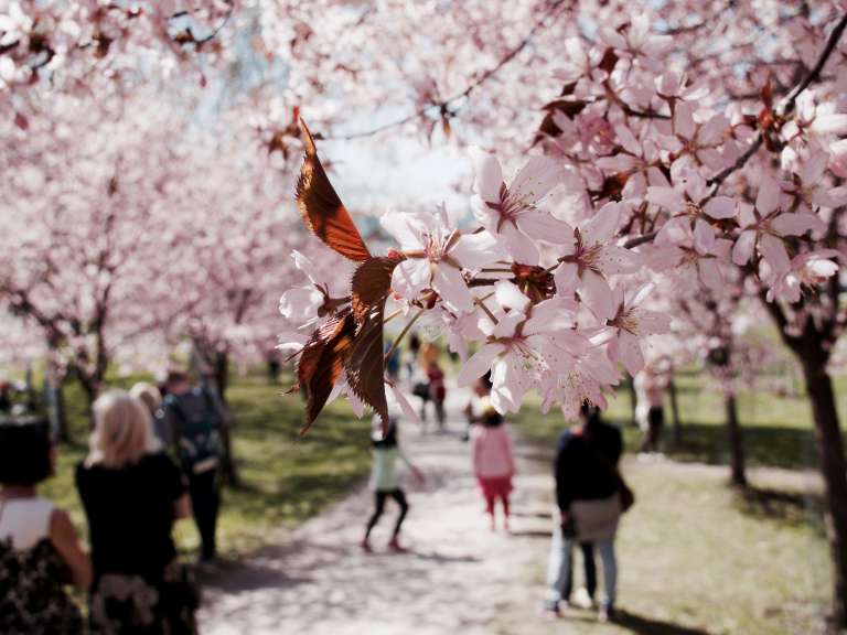 Kirsikkapuita puistossa