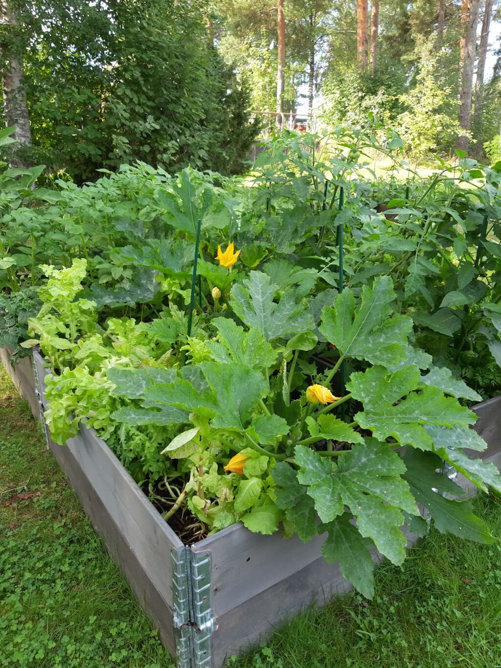 Puisia viljelylaatikoita, joissa kasvaa kesäkurpitsaa, salaattia ja muita vihanneksia.