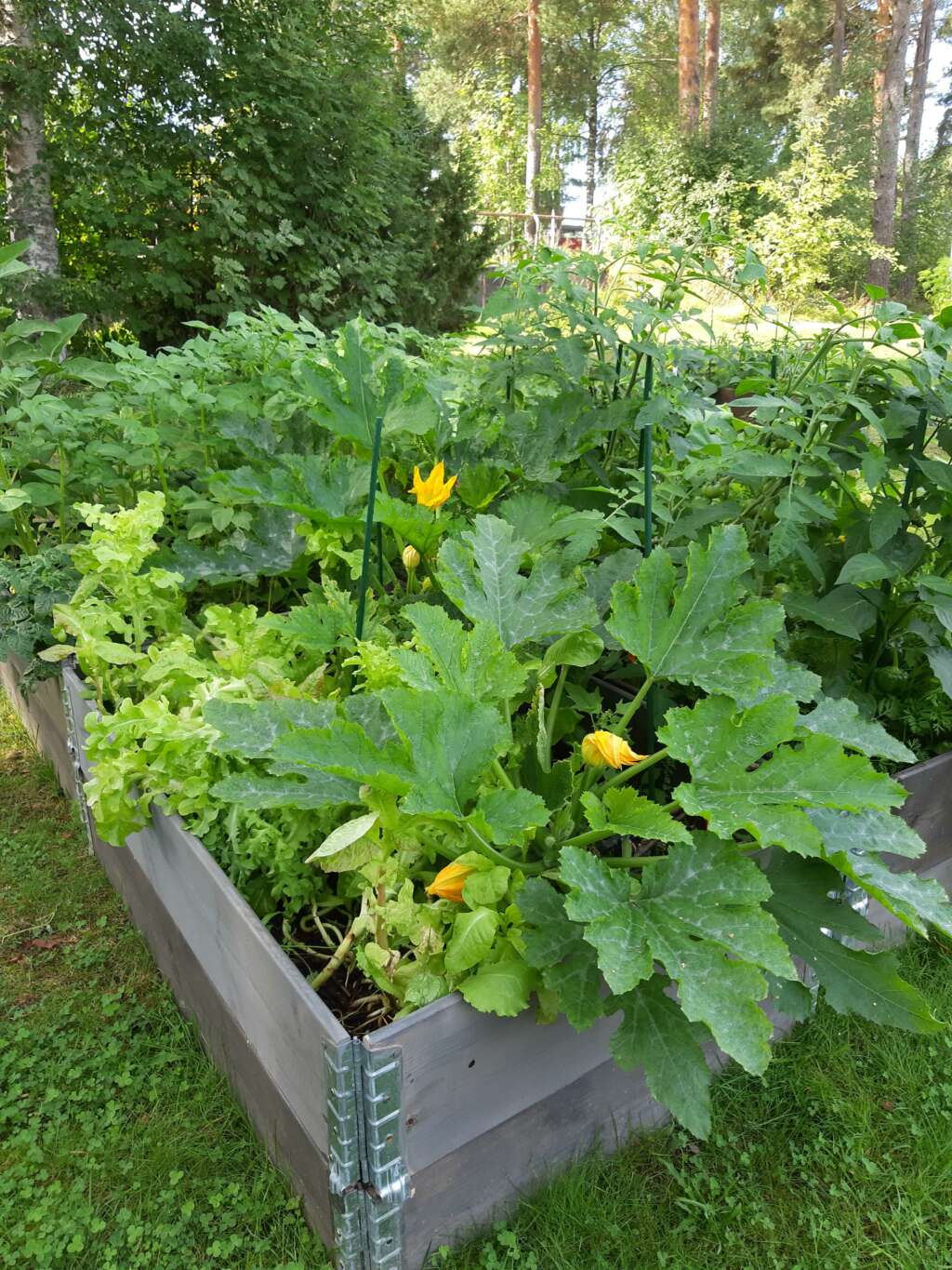 Odlingslådor av trä, i vilka det växer zucchini, sallad och andra grönsaker.