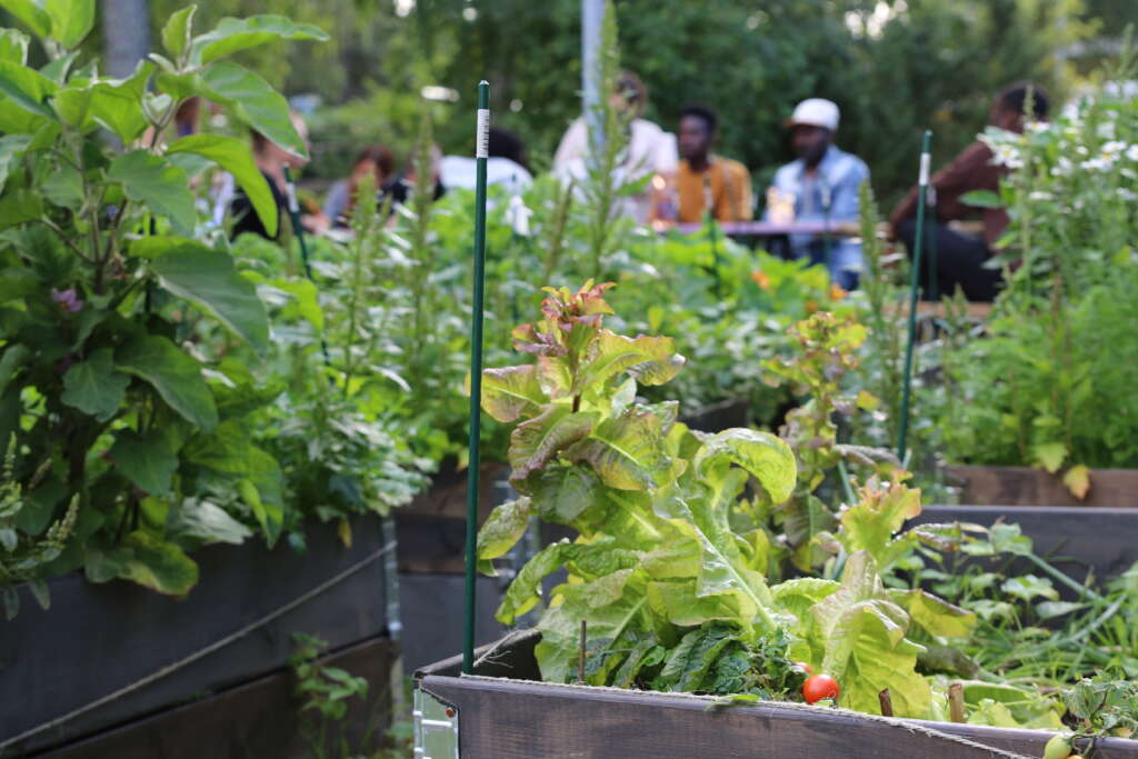 A close-up of cultivation boxes with green salads. People sitting by a table in the background.