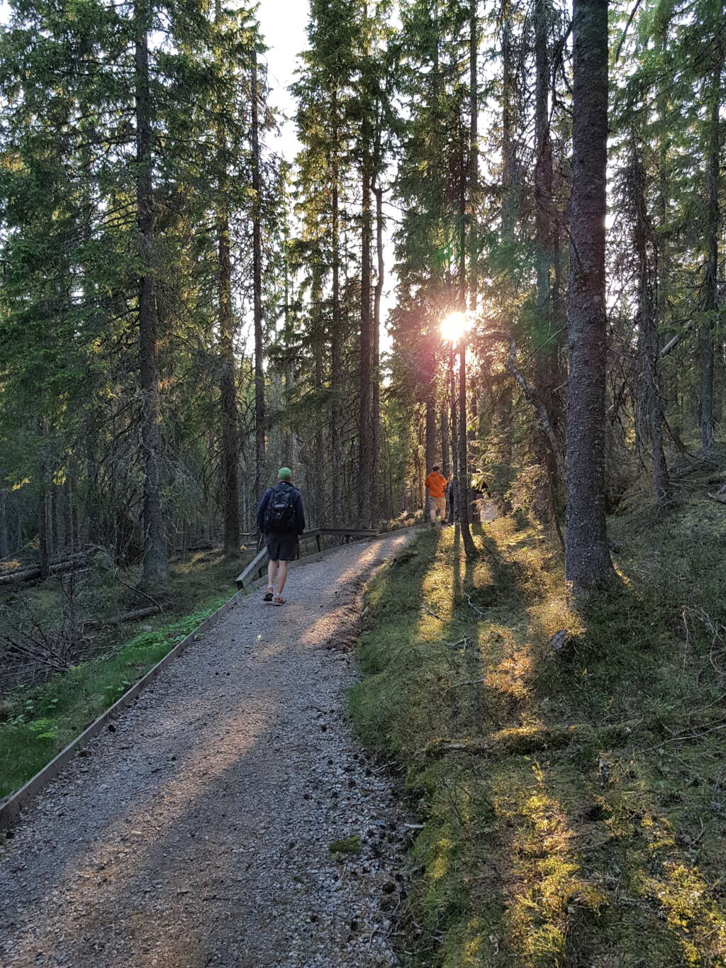 En skogsstig