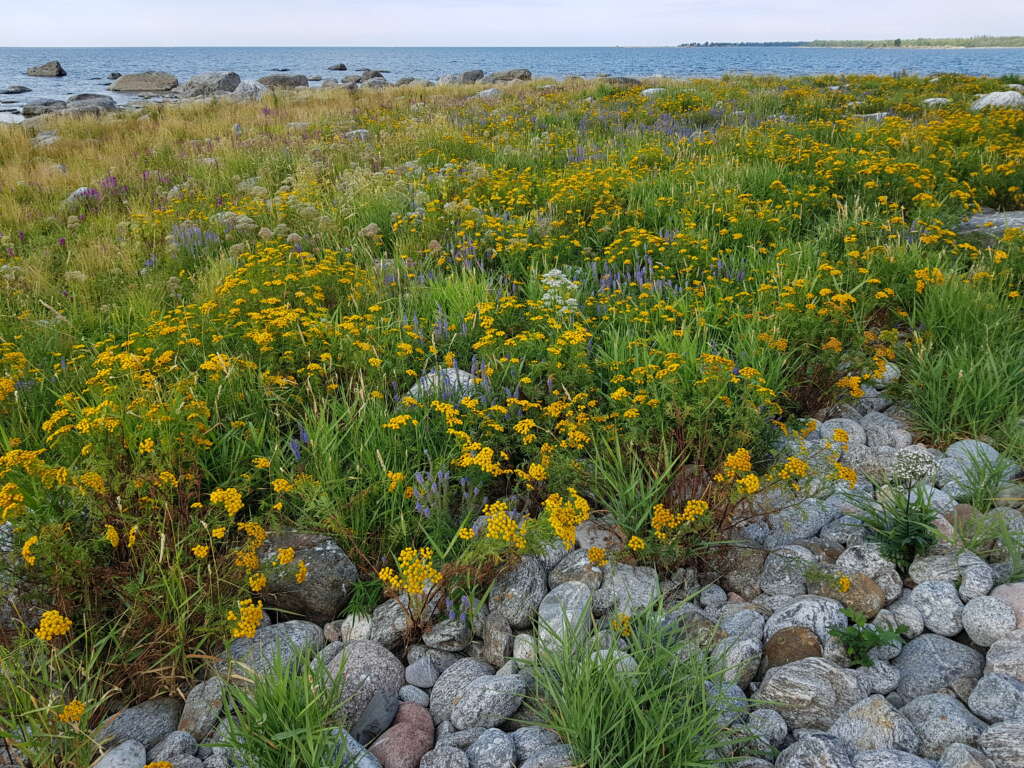 En strandäng