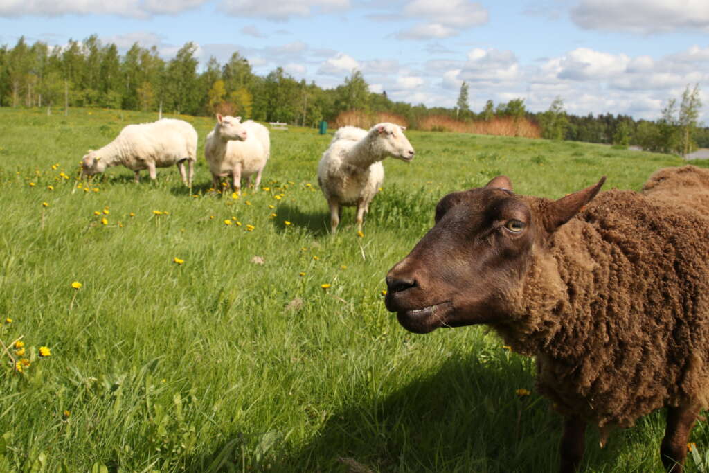 Neljä lammasta niityllä.