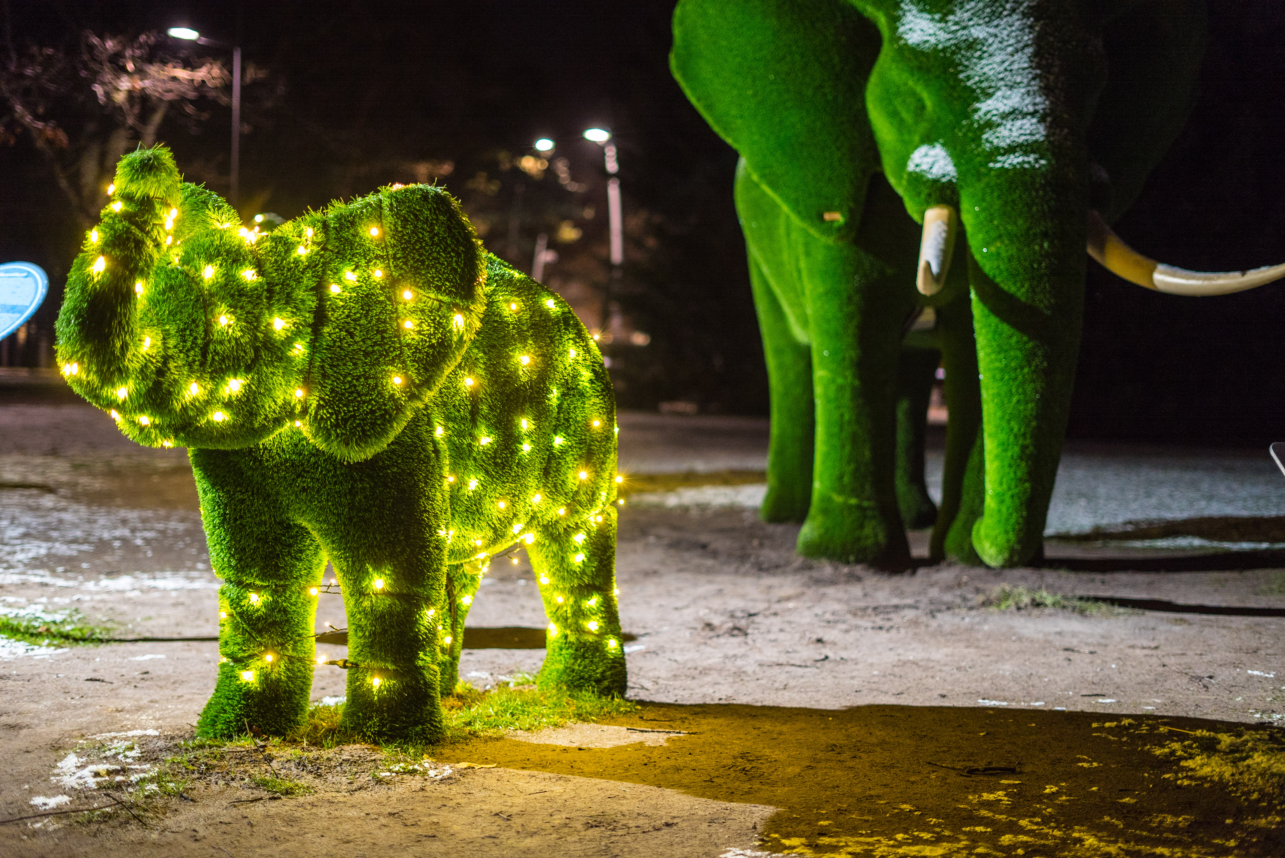 Elefantskulpturer gjorda av gräs. En stor elefant och en liten som har ljusslingor runt sig.