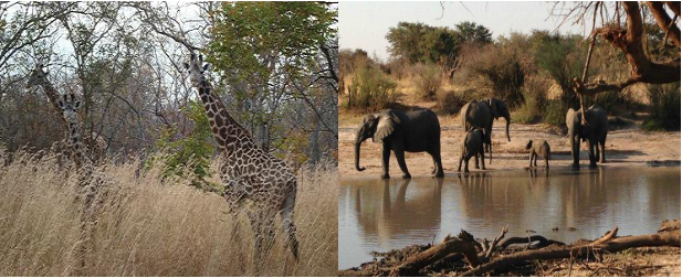 Vasemmassa kuvassa on kolme kirahvia korkeassa ruohossa. Oikeanpuoleisessa kuvassa on kolme isoa ja kaksi pientä norsua juomapaikalla.
