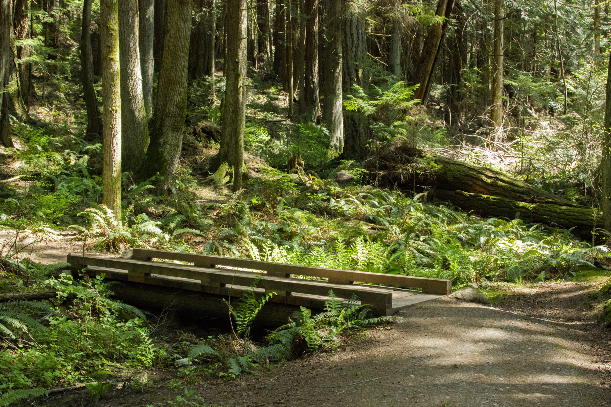 A small bridge with a hiking trail through a forest.